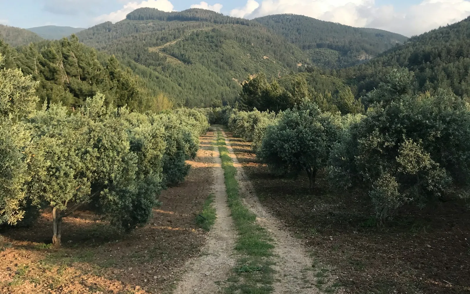 Çukurova Havalimanı Osmaniye ve Kadirli Ulaşım Rehberi